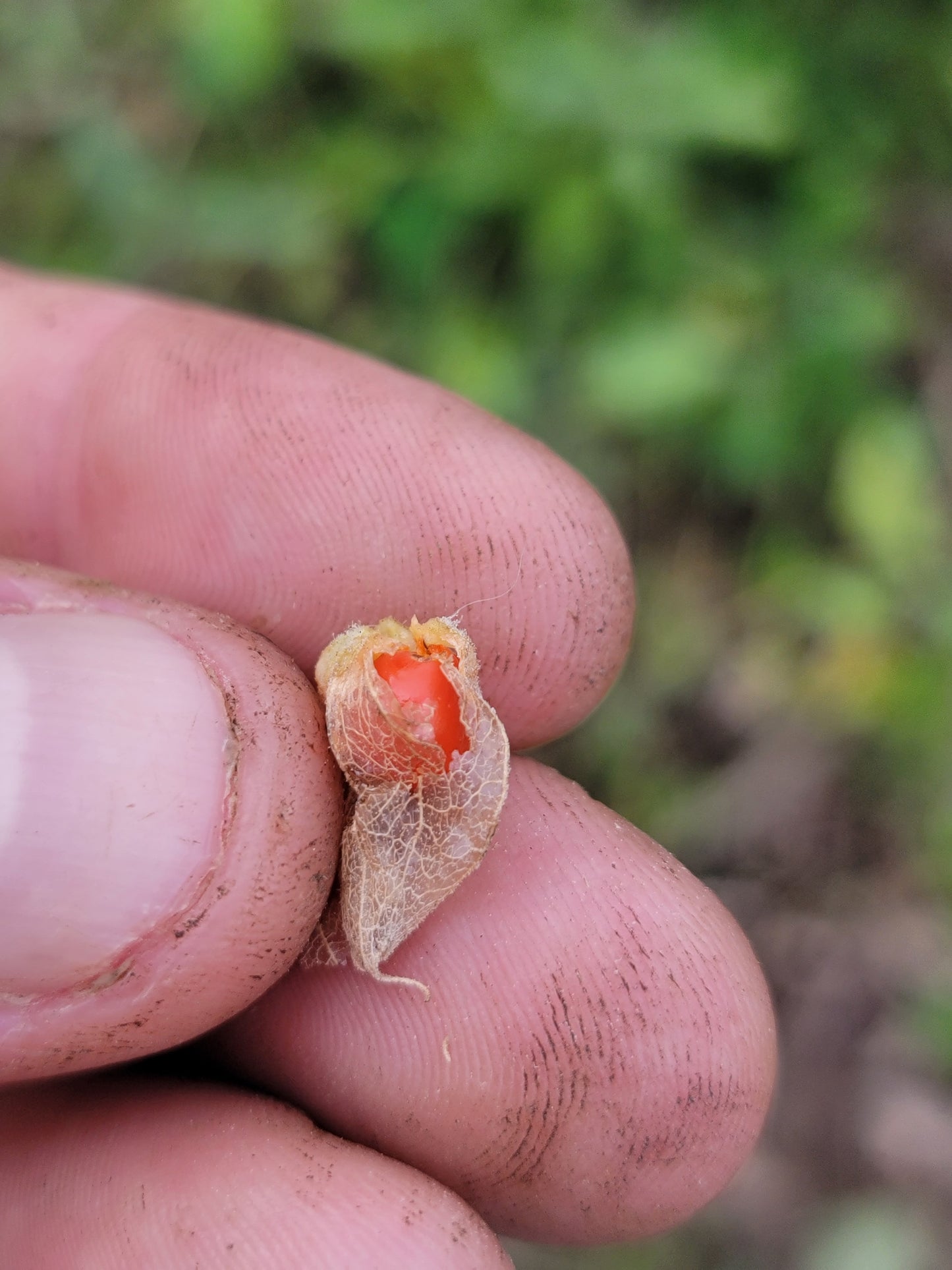 Ashwagandha Seeds - Withania somnifera.