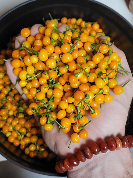 Aji Charapita Pepper Seeds.