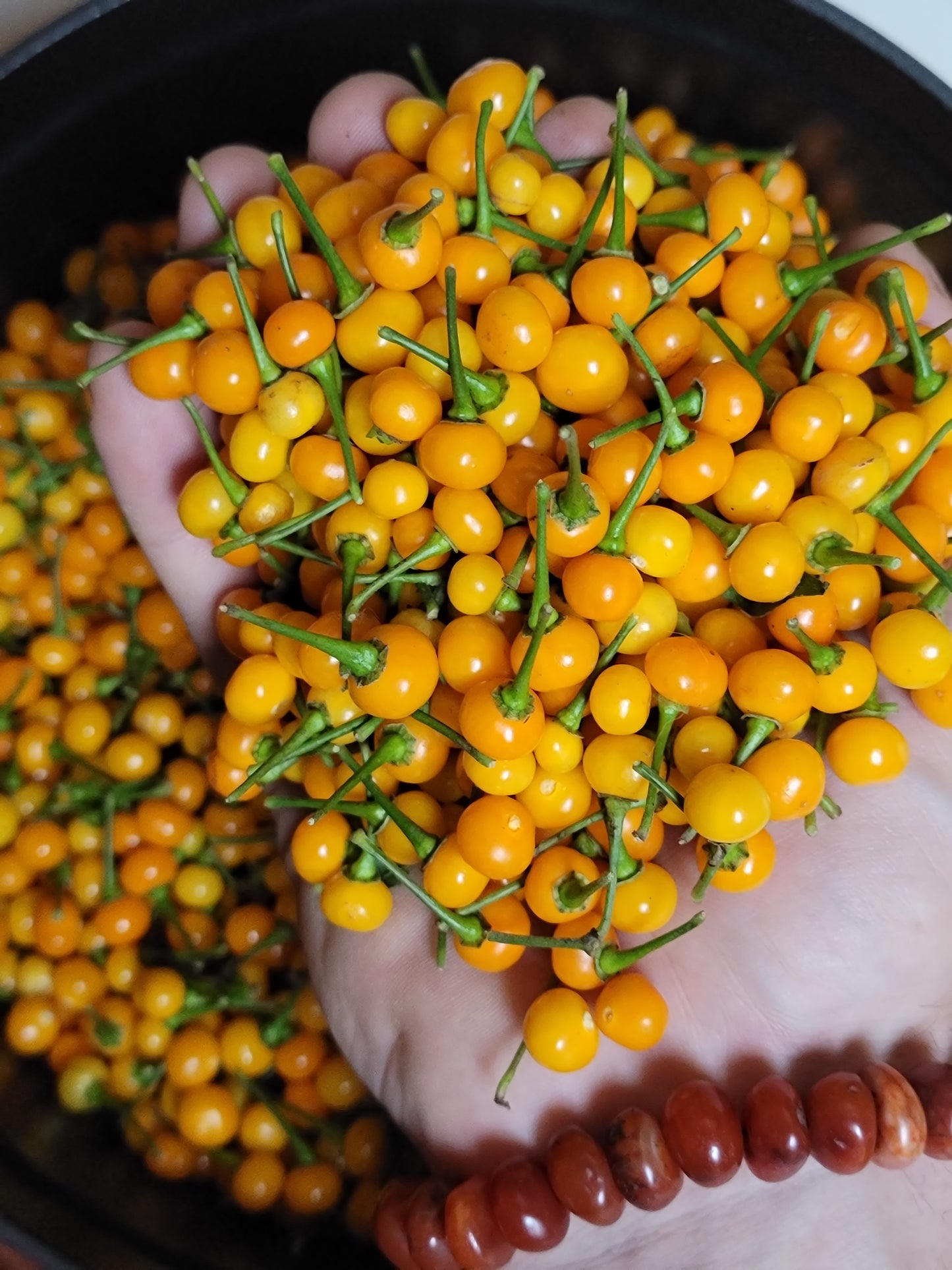 Live Plant. Aji Charapita Pepper.