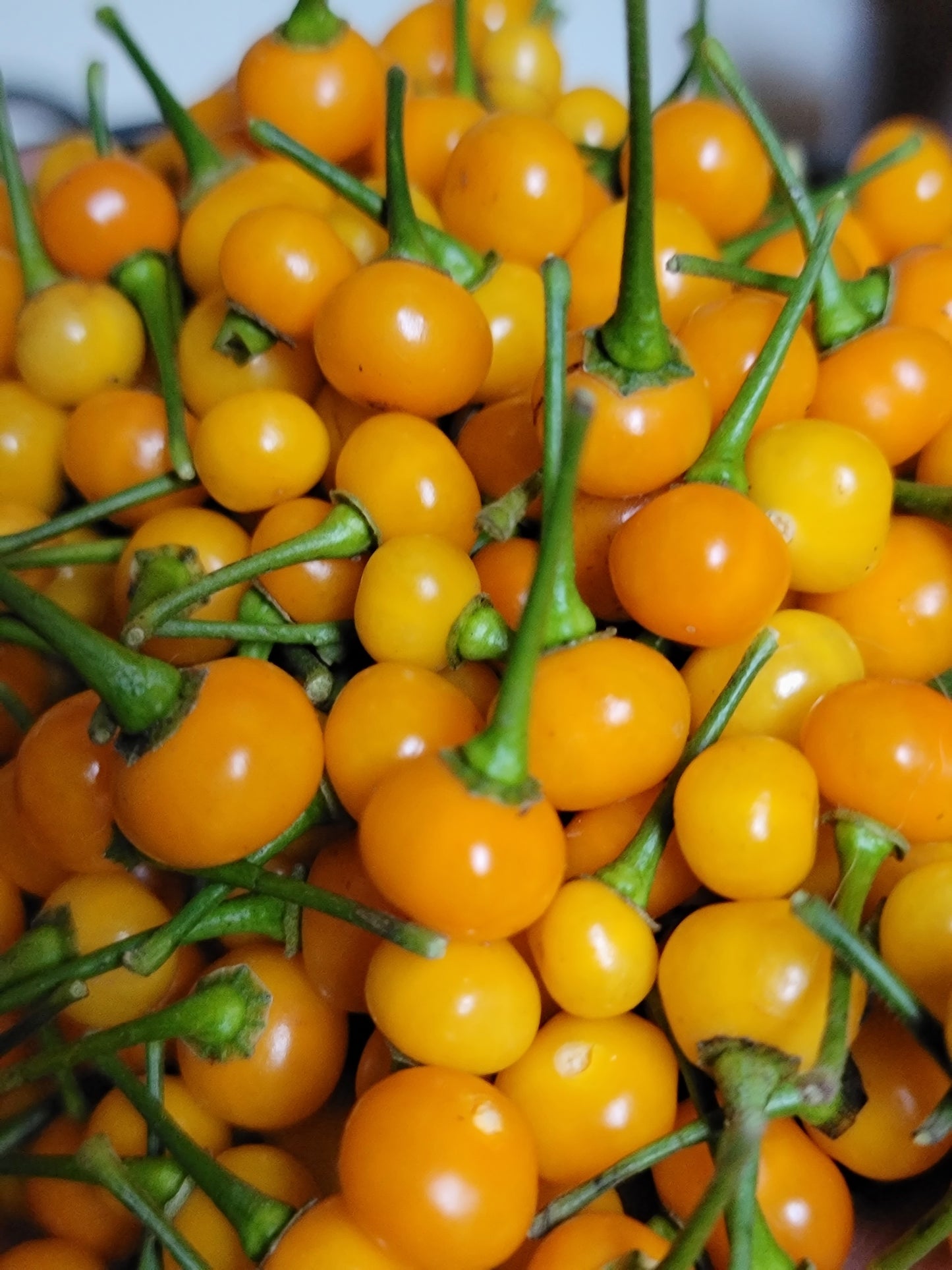 Aji Charapita Pepper Seeds.