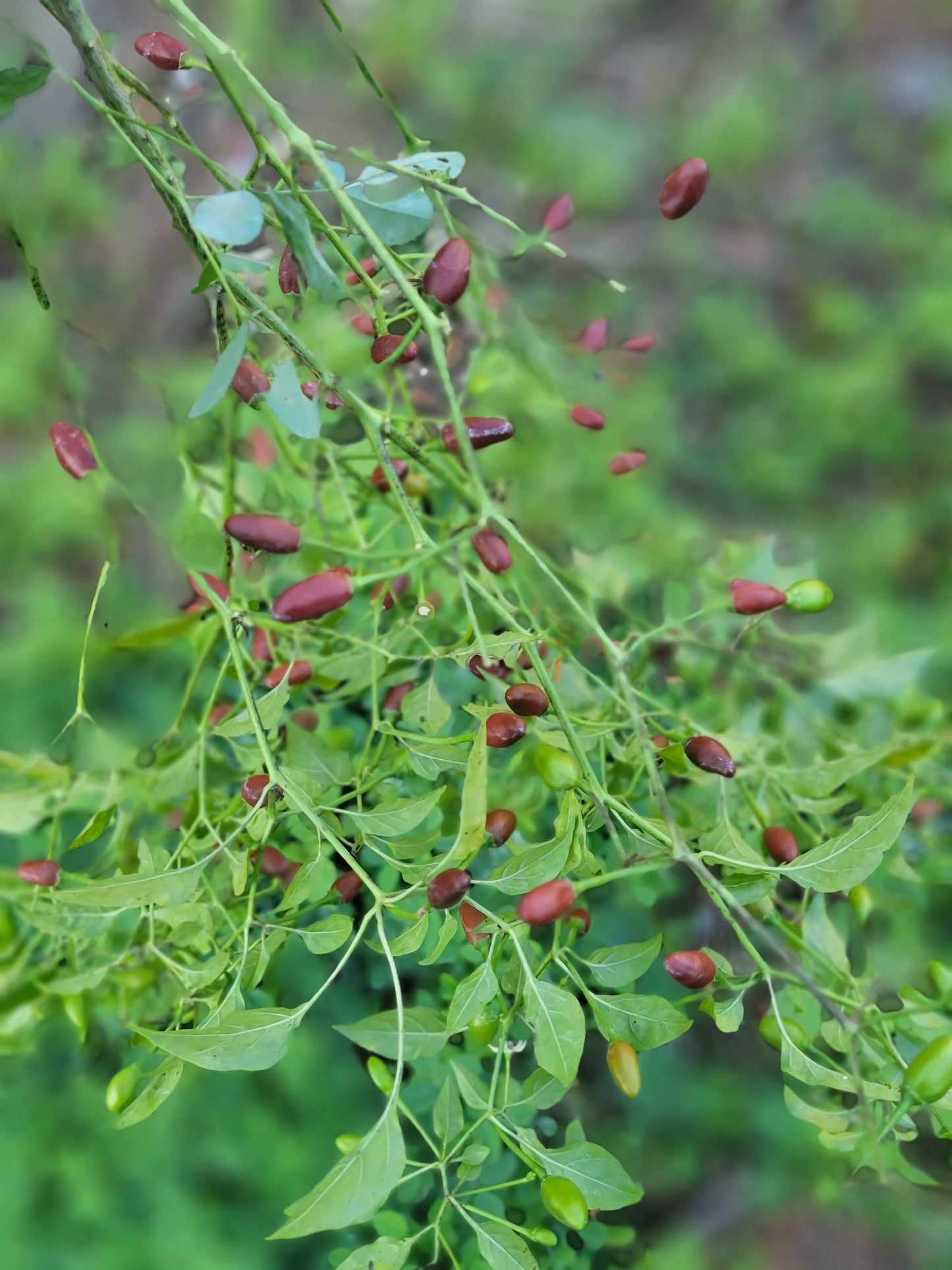 Chilpaya Tuxtlas Peppers Seeds.