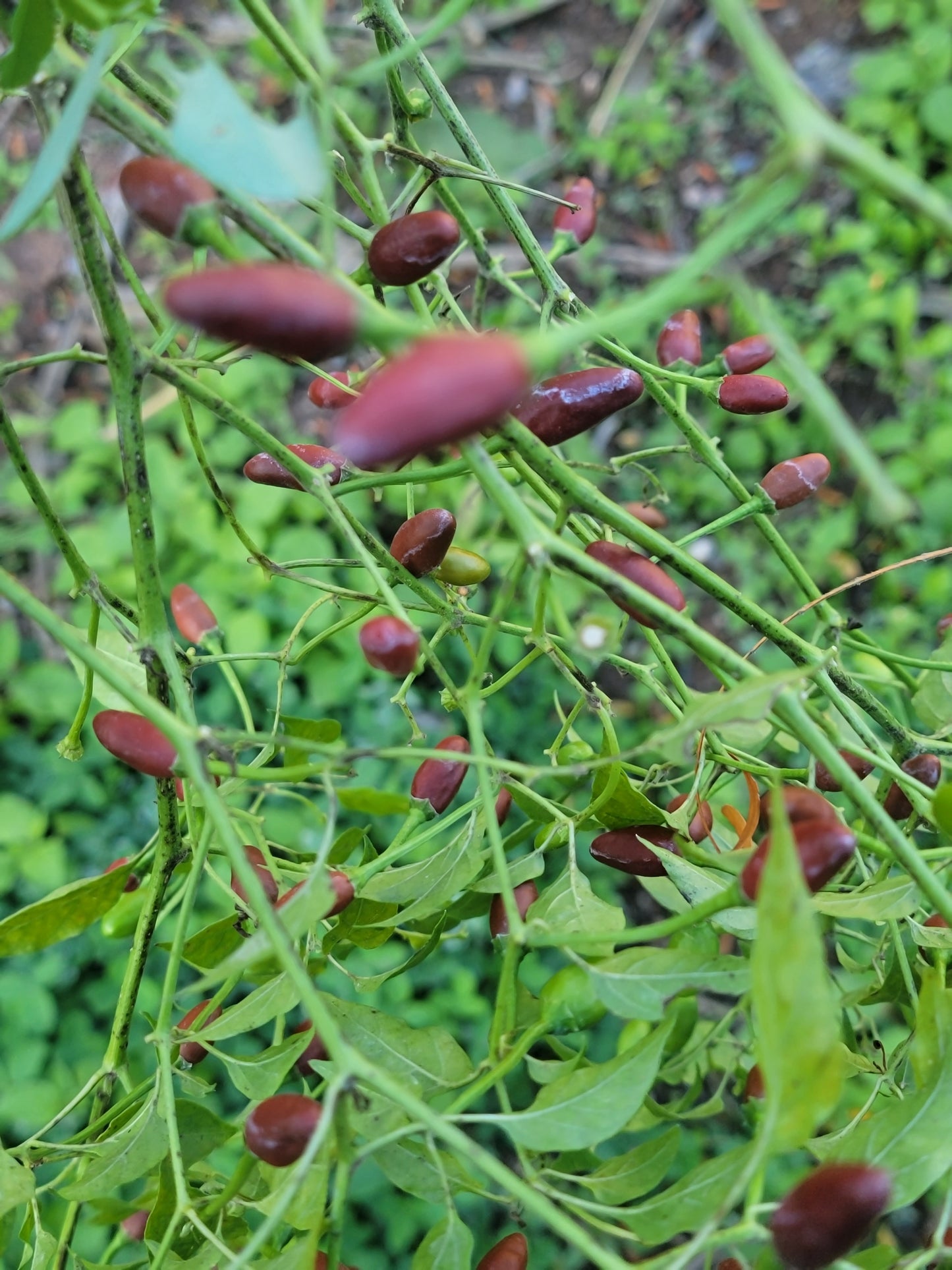 Chilpaya Tuxtlas Peppers Seeds.