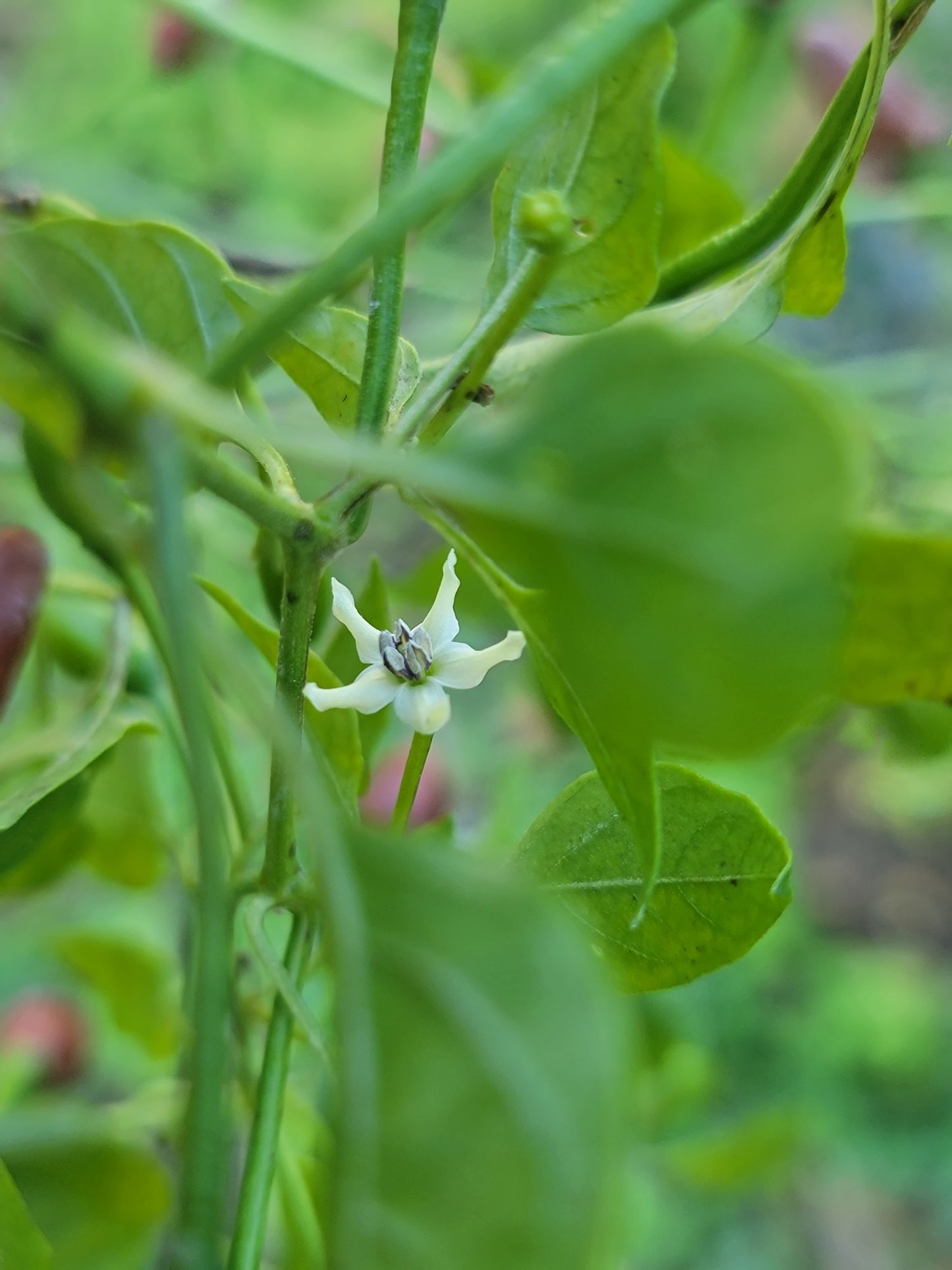 Chilpaya Tuxtlas Peppers Seeds.