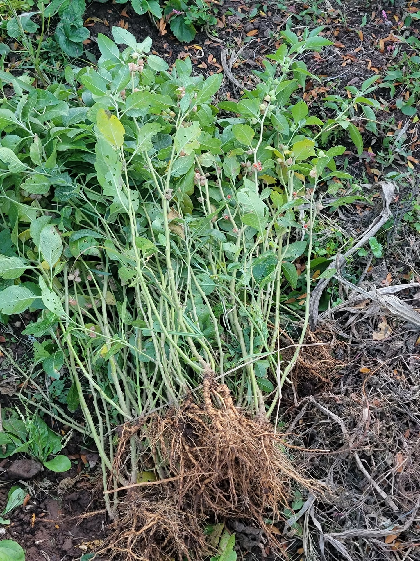 Ashwagandha Seeds - Withania somnifera.