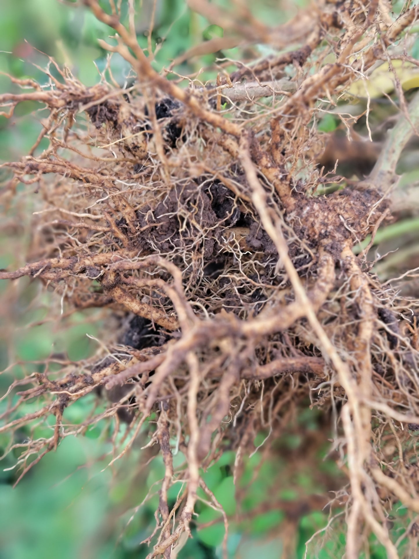 Live Plant. Ashwagandha - Withania Somnifera.