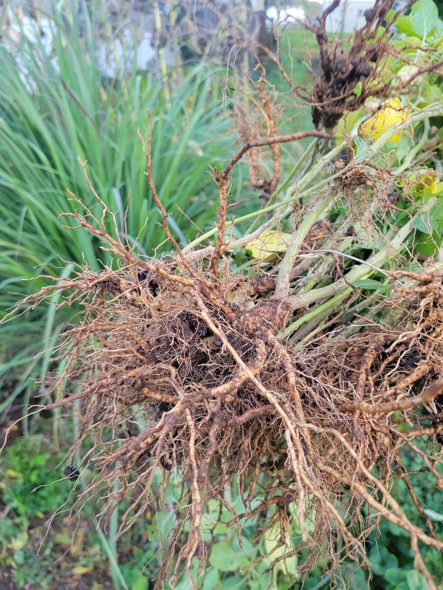 Live Plant. Ashwagandha - Withania Somnifera.