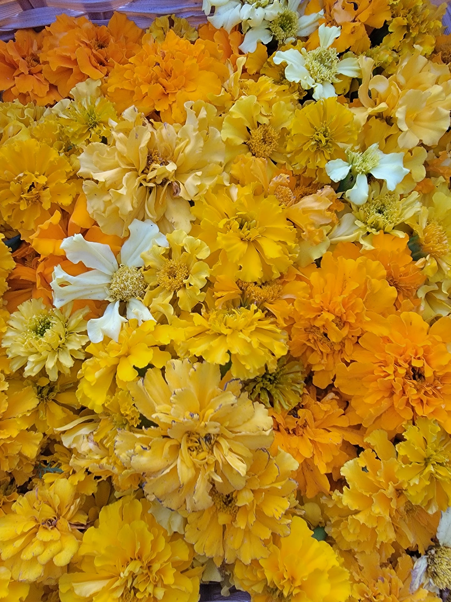 African Marigold Seeds - Crackerjack variety.