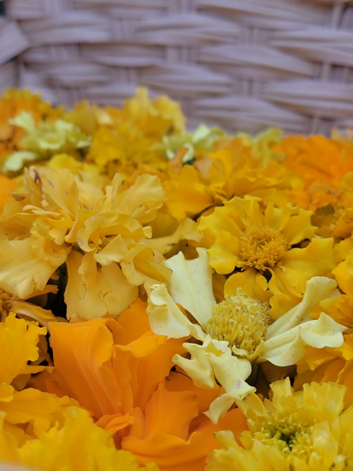 African Marigold Seeds - Crackerjack variety.