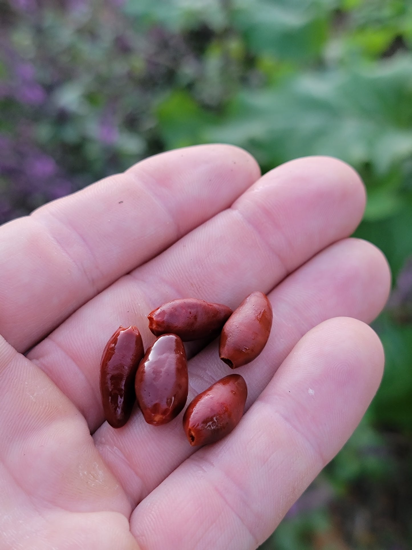 Chilpaya Tuxtlas Peppers Seeds.