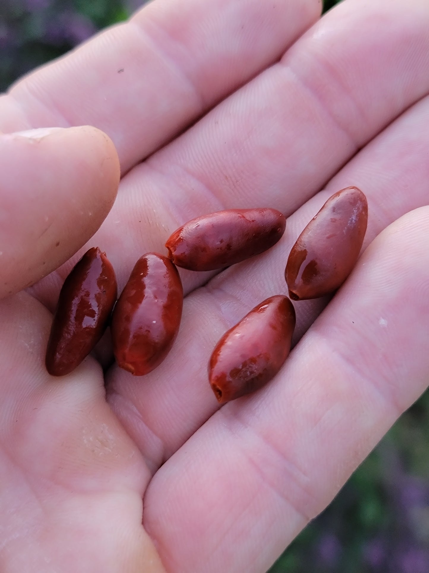 Chilpaya Tuxtlas Peppers Seeds.