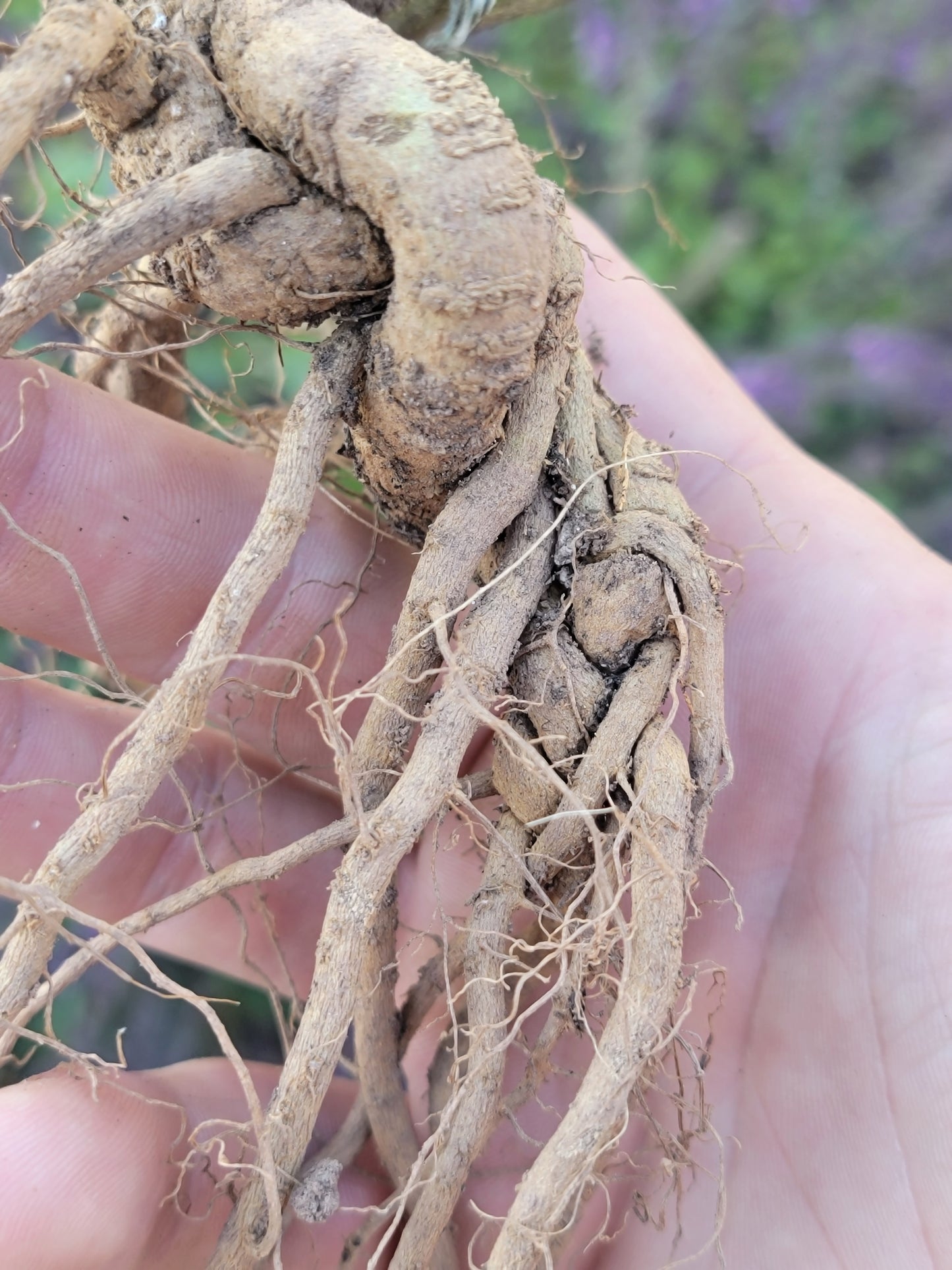 Live Plant. Ashwagandha - Withania Somnifera.