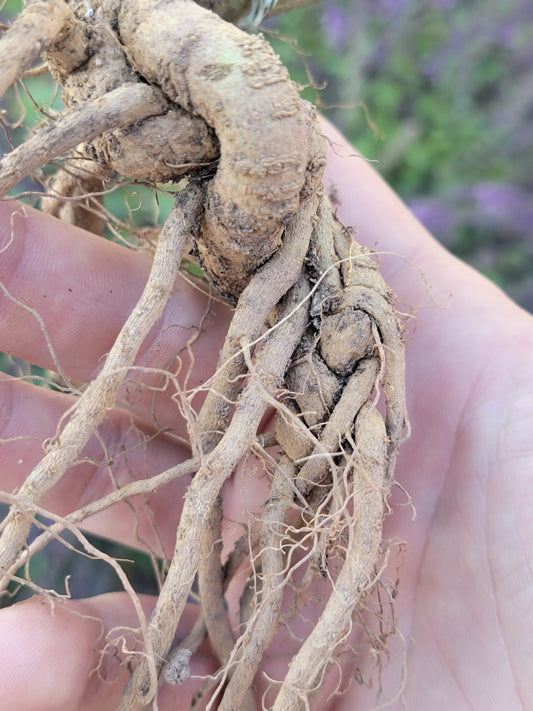 Live Plant. Ashwagandha - Withania Somnifera.