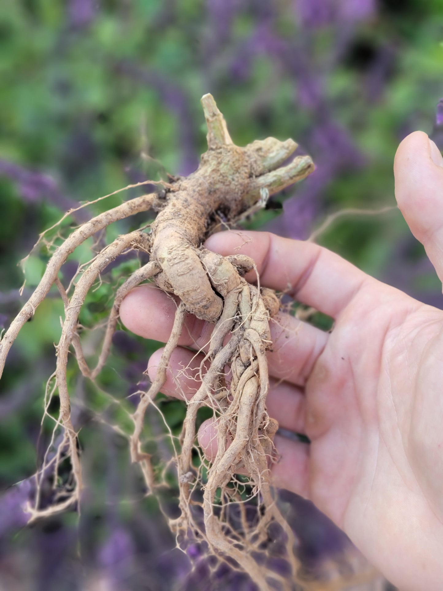 Live Plant. Ashwagandha - Withania Somnifera.