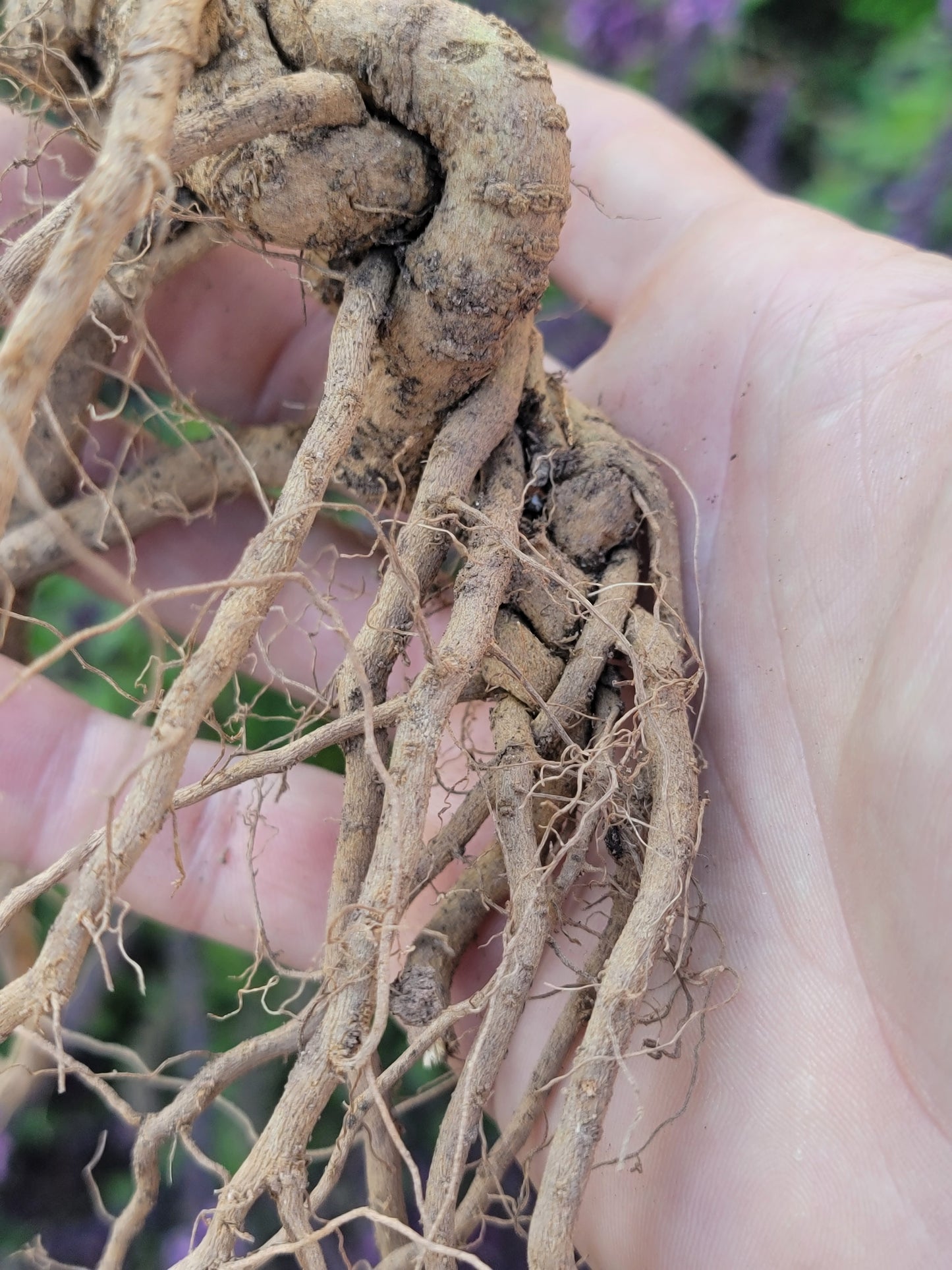 Live Plant. Ashwagandha - Withania Somnifera.