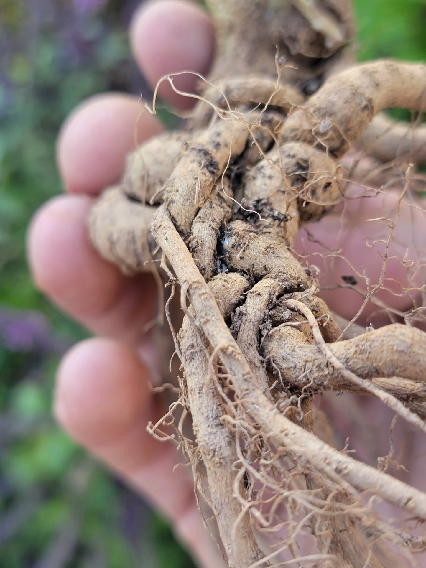 Ashwagandha Seeds - Withania somnifera.