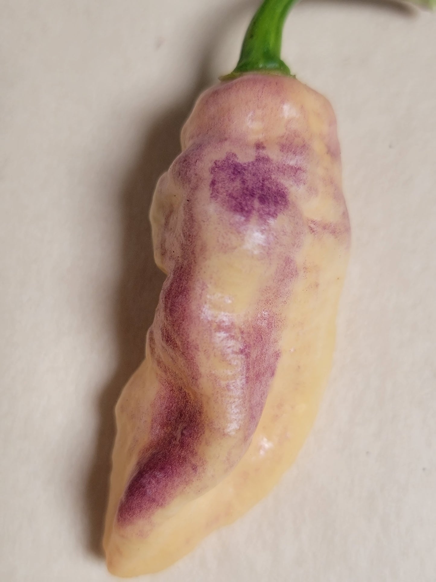 Nexus 6 Pepper Seeds.