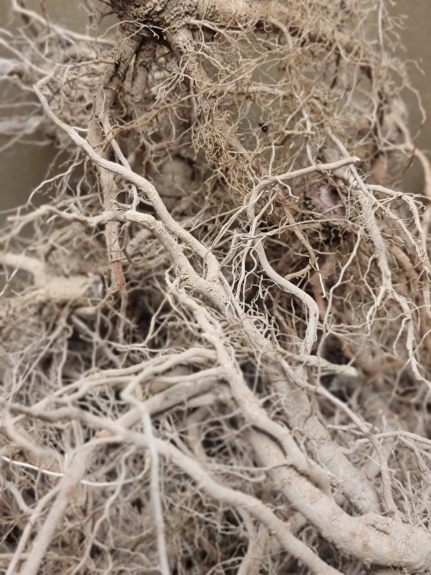 Ashwagandha Seeds - Withania somnifera.