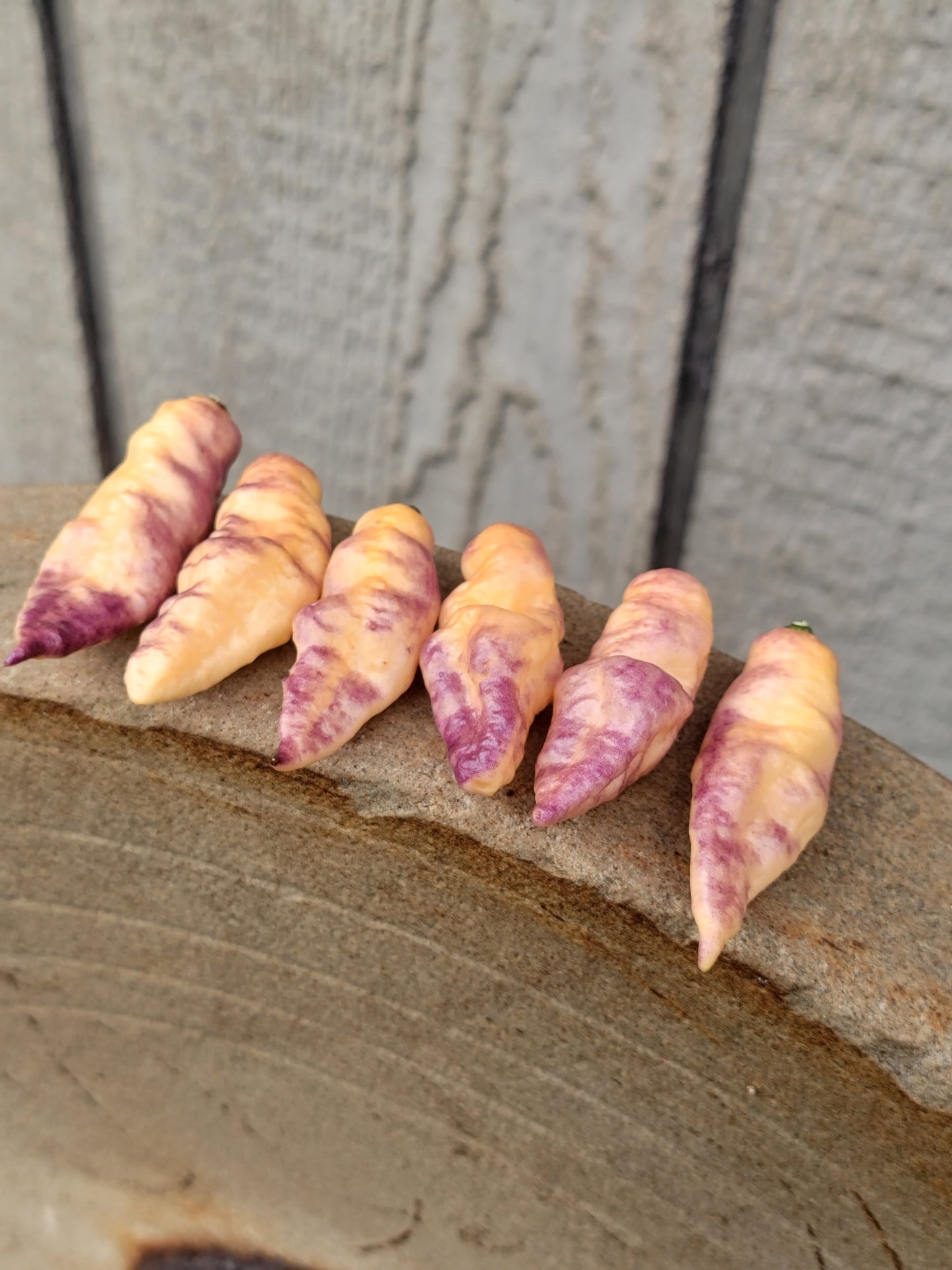 Nexus 6 Pepper Seeds.