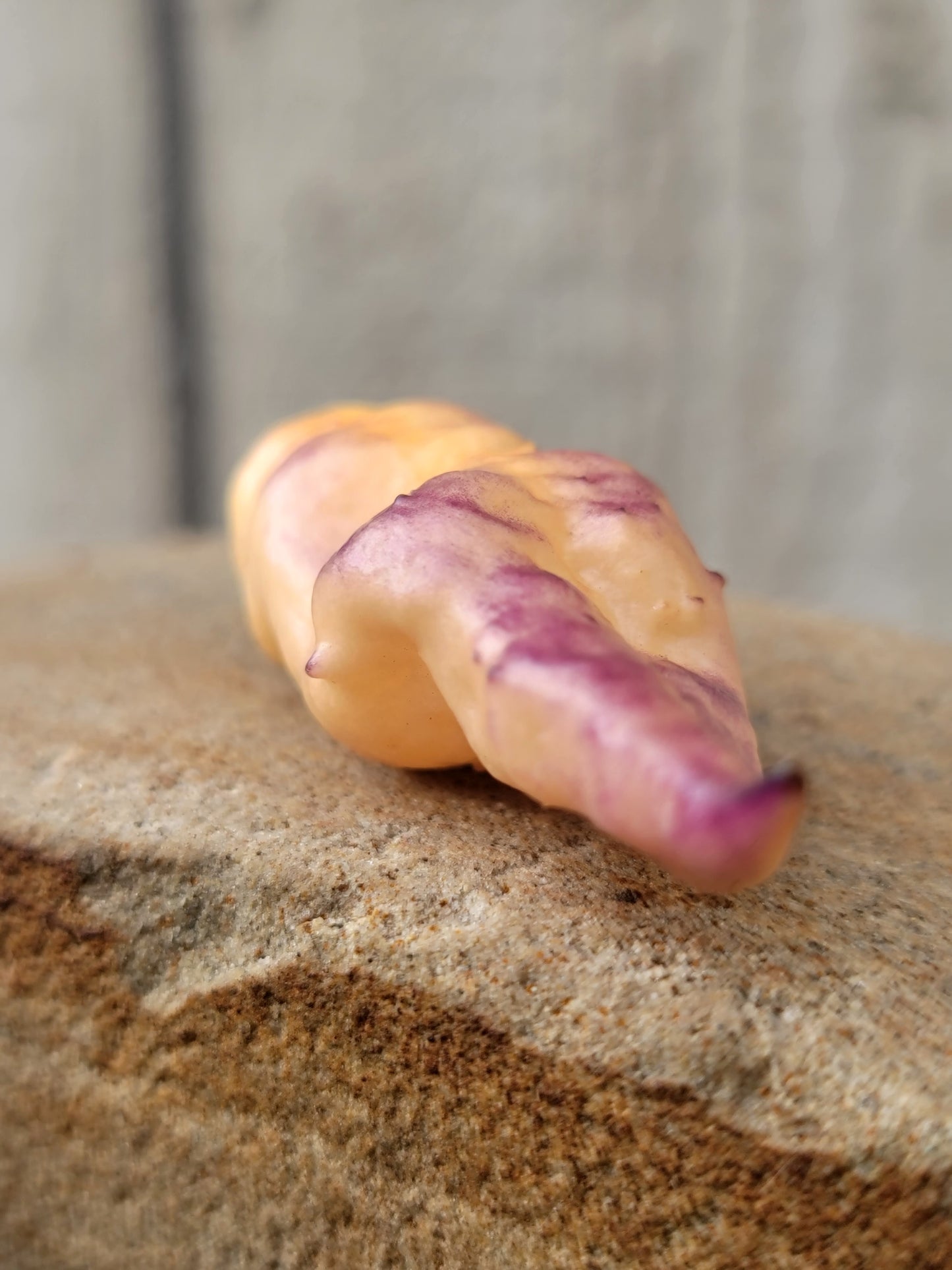 Nexus 6 Pepper Seeds.