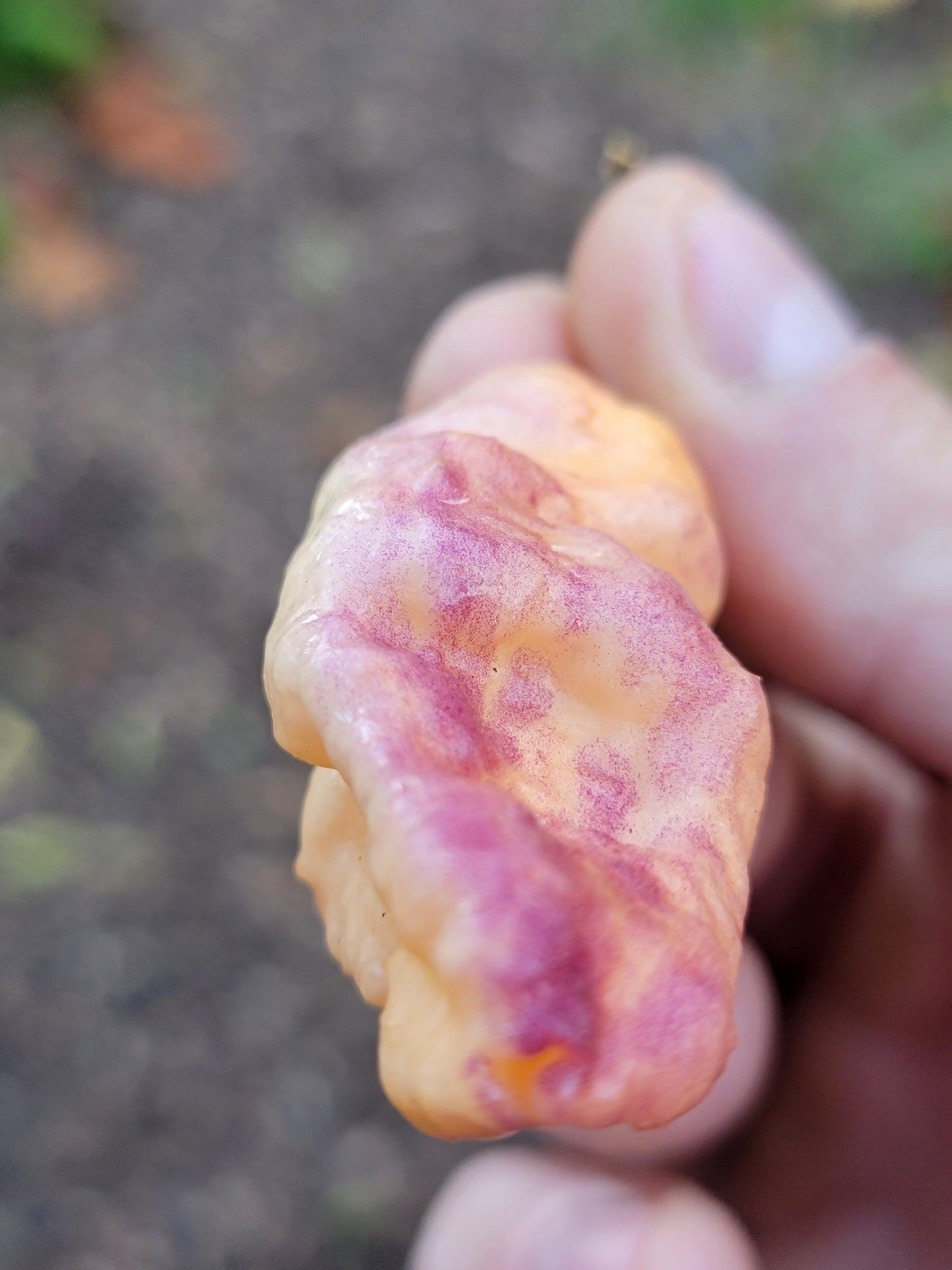 Nexus 6 Pepper Seeds.