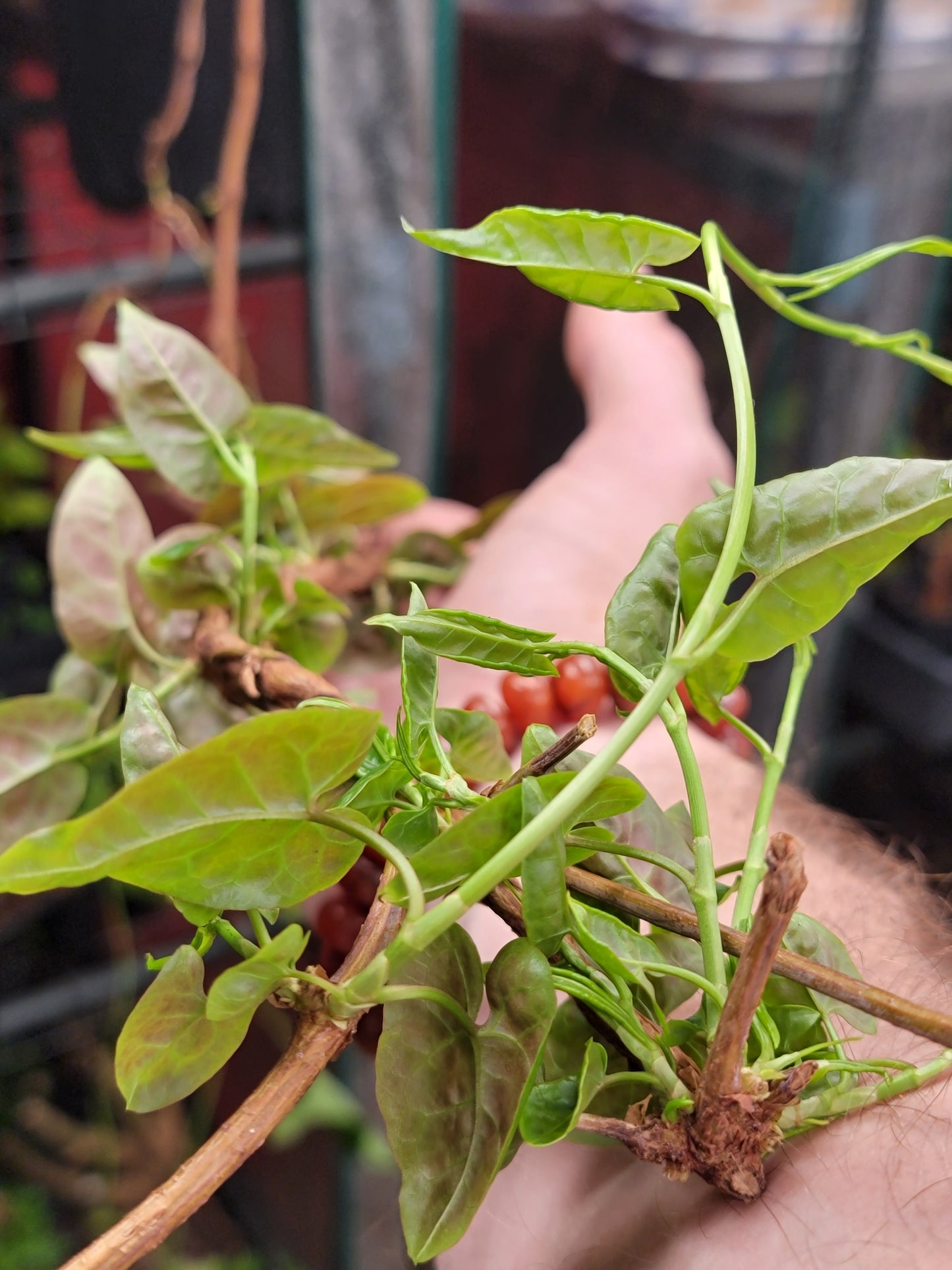 Red Leaf He Shou Wu Live Plant - Polygonum multiflorum.