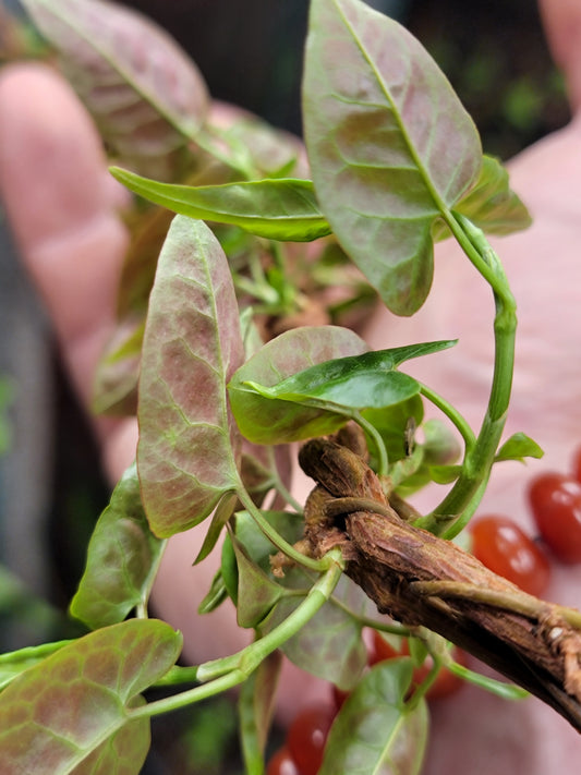 Red Leaf He Shou Wu Live Plant - Polygonum multiflorum.