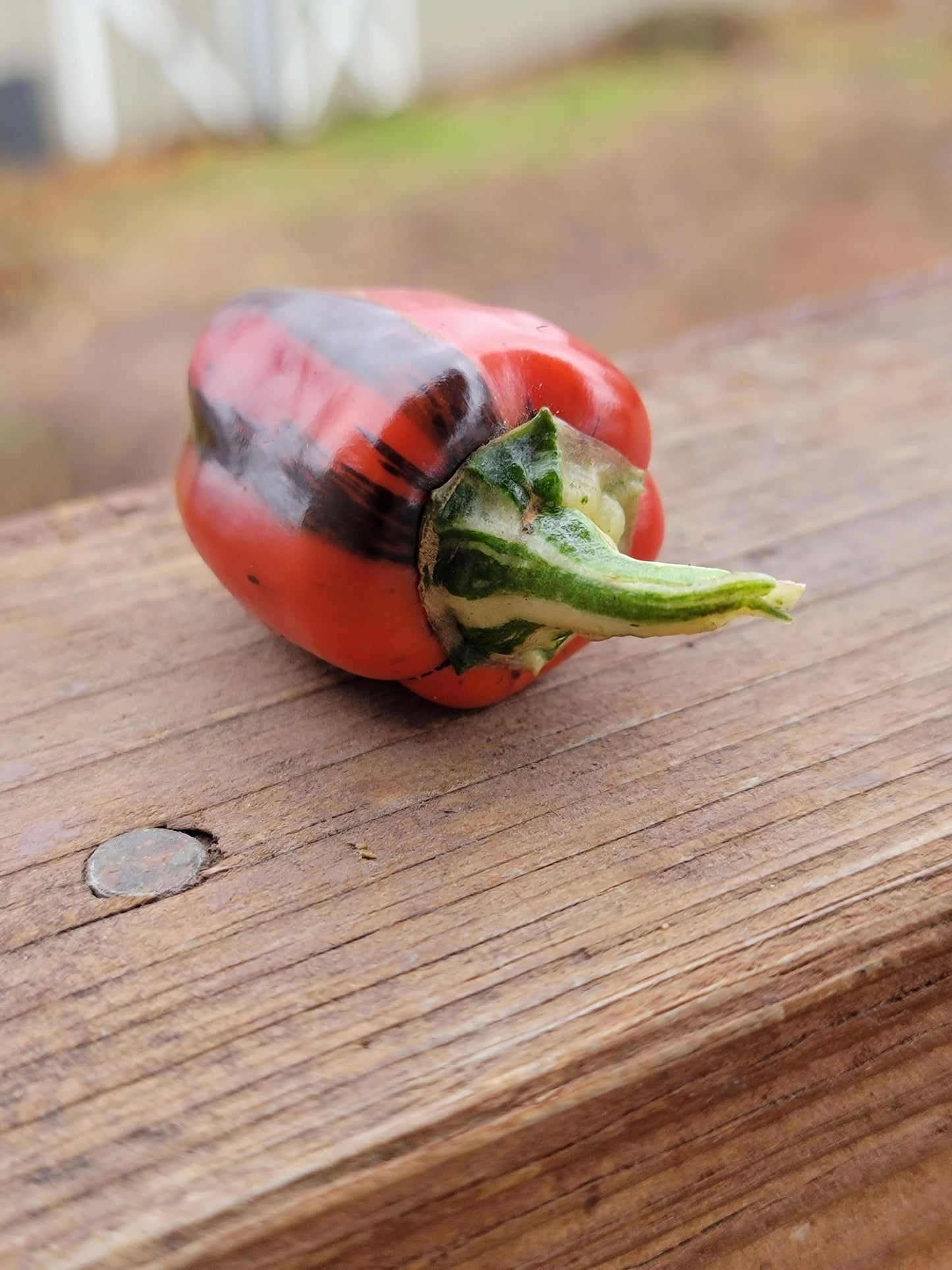 Chocolate Pinstripe Pepper Seeds.