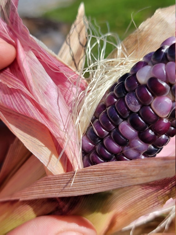 Glass Gem Corn Seeds (Purple Pheno).
