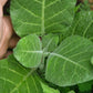 Aztec Tobacco. Nicotiana rustica Seeds.