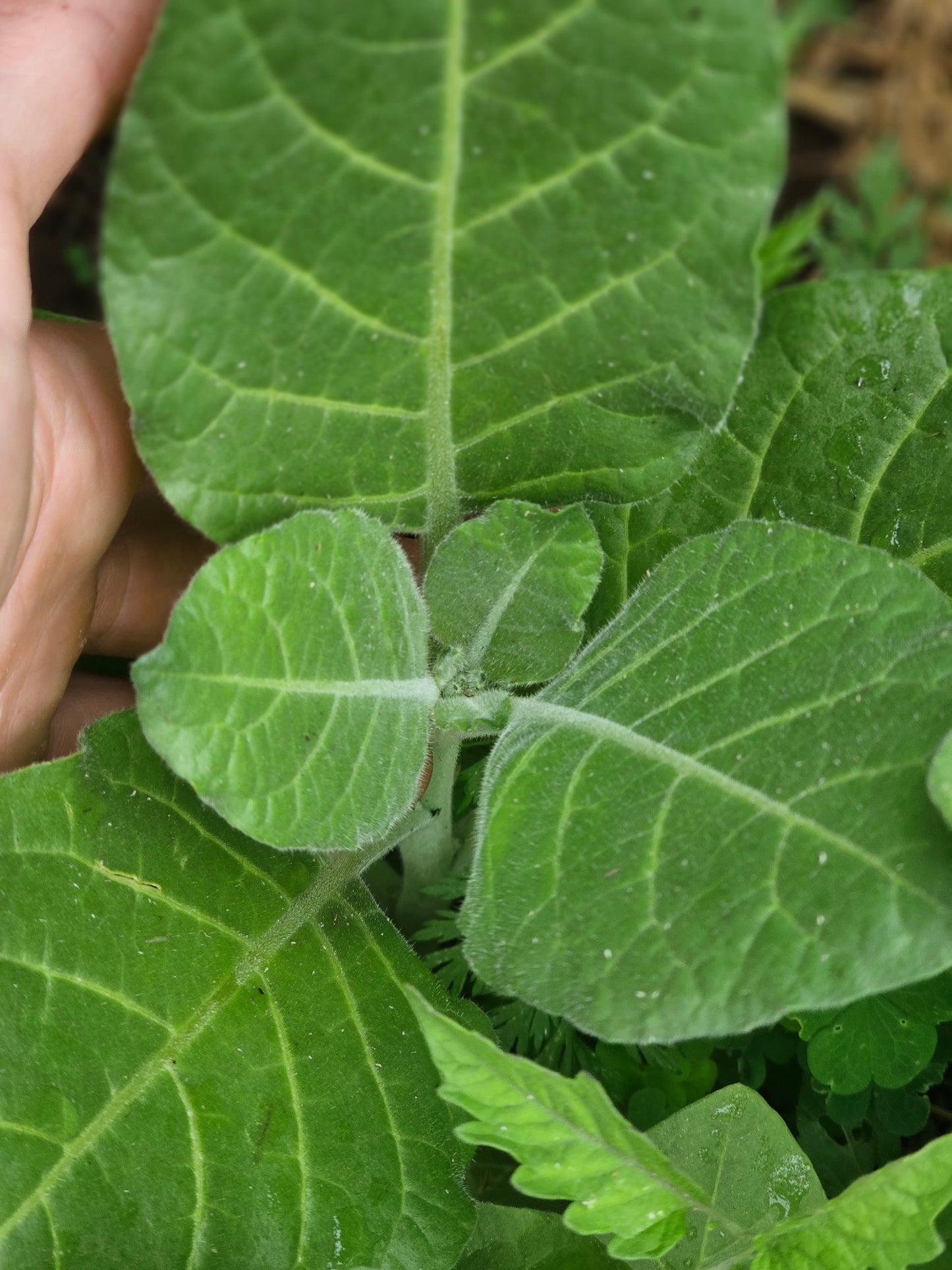 Aztec Tobacco. Nicotiana rustica Seeds.
