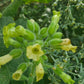 Aztec Tobacco. Nicotiana rustica Seeds.