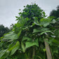 Cherokee Trail of Tears Bean Seeds.