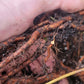 Red Leaf He Shou Wu Live Plant - Polygonum multiflorum.