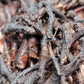 Red Leaf He Shou Wu Live Plant - Polygonum multiflorum.
