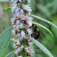 Leonurus Cardiaca. Motherwort Seeds.