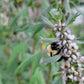 Leonurus Cardiaca. Motherwort Seeds.