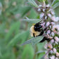 Leonurus Cardiaca. Motherwort Seeds.