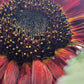 Red Sunflower Seeds.