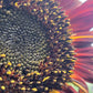 Red Sunflower Seeds.