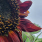 Red Sunflower Seeds.