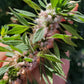 Leonurus Cardiaca. Motherwort Seeds.