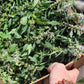 Leonurus Cardiaca. Motherwort Seeds.