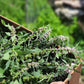 Leonurus Cardiaca. Motherwort Seeds.