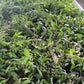 Leonurus Cardiaca. Motherwort Seeds.