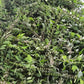 Leonurus Cardiaca. Motherwort Seeds.