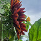 Red Sunflower Seeds.