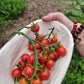 Super Sweet 100 Tomato Seeds.