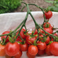 Super Sweet 100 Tomato Seeds.