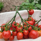 Super Sweet 100 Tomato Seeds.