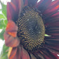 Red Sunflower Seeds.